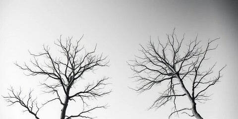 Obraz premium High-key black and white close-up of two treetops, stark branches against bright sky, high contrast, top view