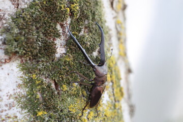 Peleng Metallic Stag Beetle (Cyclommatus metallifer finae) male in Indonesia