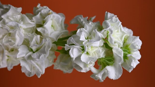 Graceful white matthiola Bloom, color Background 4K vertical video