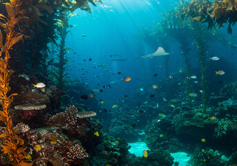 Fototapeta premium Colorful coral reef underwater scene