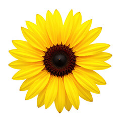 Fototapeta premium Vibrant bright yellow sunflower with rich brown center, isolated on transparent background, perfect for warm summer themes, positivity, nature, perfect for greeting cards and wallpapers..