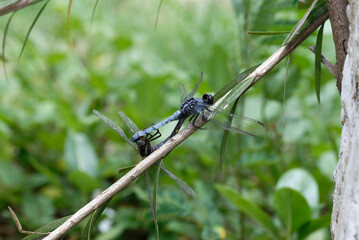 Close-up of dragonfly mating