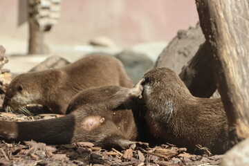 Otters cuddling on the ground