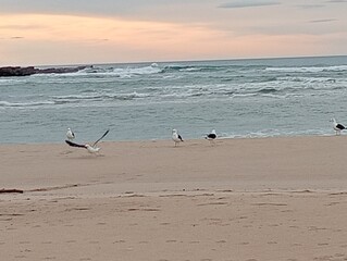 seagulls on the beach early morning