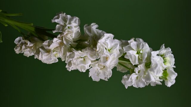 Graceful white matthiola Bloom, color Background 4K vertical video