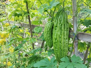 Fresh green bitter melon hanging on the garden. Shallow depth of field, Close-up view