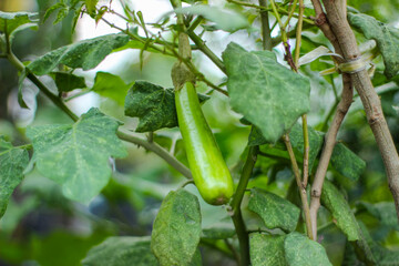 Green eggplant ( Solanum melongena ) with blurred background