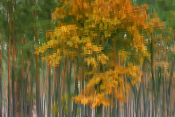 Autumn theme on the water surface as a texture or background. Inverted reflection of autumn forest in water.