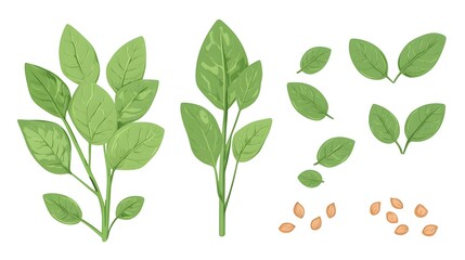 Obraz premium A vector illustration featuring fresh basil leaves and seeds, showcasing clean lines and a minimalist design on a white background.
