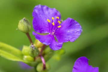 spiderwort