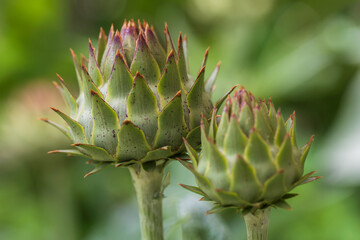 artichoke