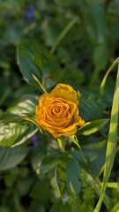 single yellow rose