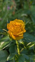 yellow rose in garden