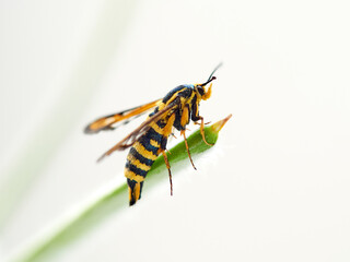 Wasp moth. Six-belted Clearwing. Bembecia ichneumoniformis / uroceriformis
