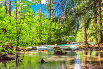 Arm of Cheakamus River - is a stream, running through the stony bottom of a canyon overgrown  with green forest. Highway in half of way from Squamish to Whistler, British Columbia Canada