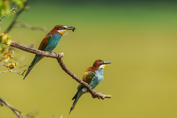 The male European bee-eater (Merops apiaster) couple on a branch with a beetle in their beak