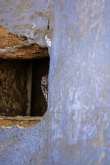 cute little owl (Athene noctua) hiding in the hole in the wall