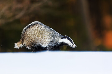 European badger (Meles meles) nice portrait in snow with colourful background © michal