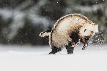 European badger (Meles meles) frolicking in the snow in a snowstorm