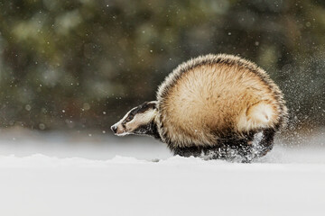 European badger (Meles meles) frolicking in the snow in a snowstorm © michal