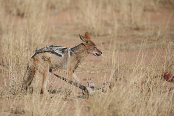 Black-backed jackal scavenging meat from a carcass in the Kalahari Desert