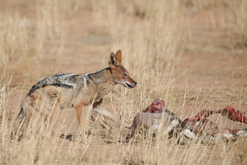 Black-backed jackal scavenging meat from a carcass in the Kalahari Desert