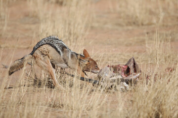Black-backed jackal scavenging meat from a carcass in the Kalahari Desert