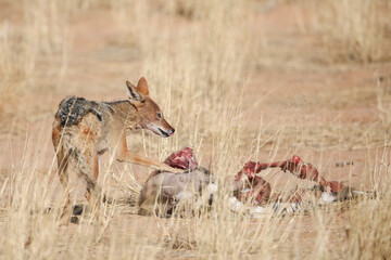 Black-backed jackal scavenging meat from a carcass in the Kalahari Desert