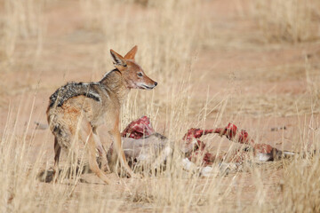 Black-backed jackal scavenging meat from a carcass in the Kalahari Desert