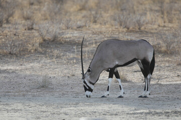 Gemsbok moving through the dry Kalahari Desert in search of food