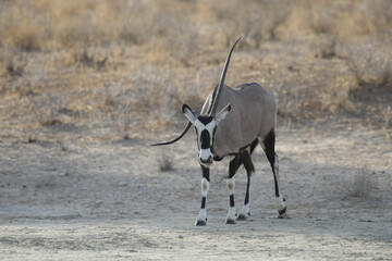 Gemsbok antelope with a bent horn walking across the arid Kalahari Desert 