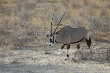 Gemsbok moving through the dry Kalahari Desert in search of food