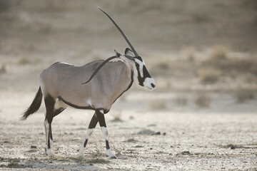 Gemsbok antelope with a bent horn walking across the arid Kalahari Desert 
