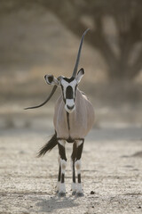 Gemsbok antelope with a bent horn walking across the arid Kalahari Desert 