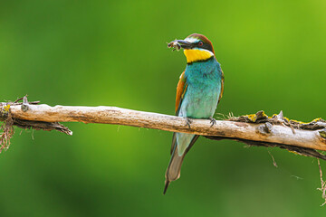 The male European bee-eater (Merops apiaster) caught a small bee