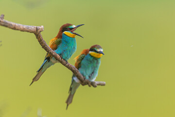 The male European bee-eater (Merops apiaster) steamer on branches with open beak