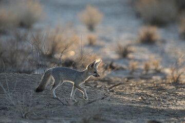 Cape fox looking for food in the arid Kalahari Desert