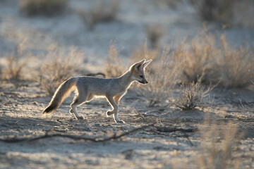 Cape fox looking for food in the arid Kalahari Desert