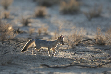 Cape fox looking for food in the arid Kalahari Desert