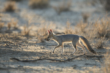 Cape fox looking for food in the arid Kalahari Desert