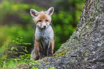 little young red fox (Vulpes vulpes) peeking out from behind a tree