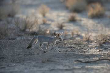 Cape fox running around the dry Kalahari Desert in the early morning
