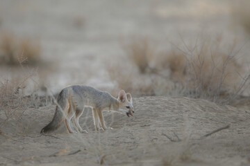 Cape fox eating a small meal in the arid Kalahari Desert