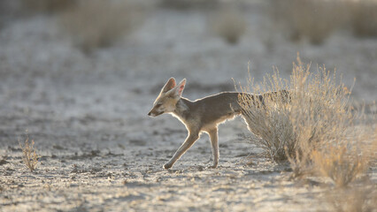Cape fox running around the dry Kalahari Desert in the early morning