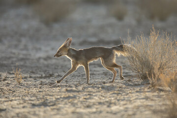 Cape fox running around the dry Kalahari Desert in the early morning