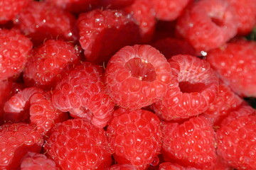 fresh red raspberry background.Raspberries close-up as a background. Macro photography.