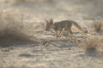 Cape fox looking for food in the arid Kalahari Desert