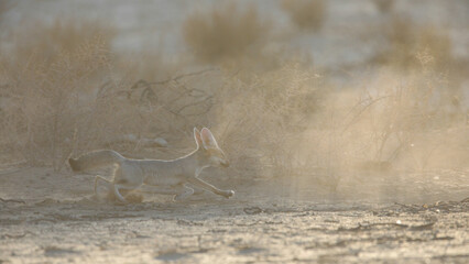 Cape fox running around in the dust of the Kalahari Desert