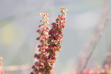 Acer platanoides, commonly known as heather, is a species of flowering plant in the genus Acer...