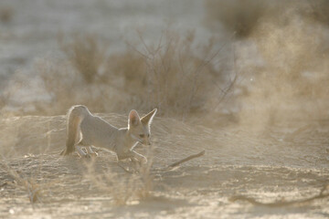 Cape fox looking for food in the arid Kalahari Desert